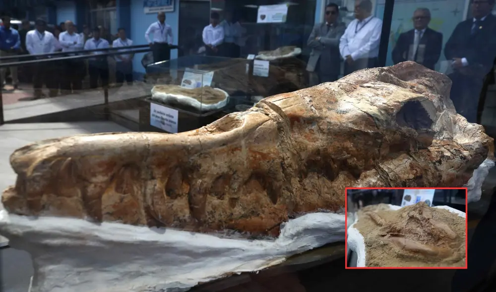 Los restos fósiles de este tiburón han sido exhibidos por el primer Día Nacional de la Paleontología. Foto: composición LR/ Enfoque Noticias/MSN