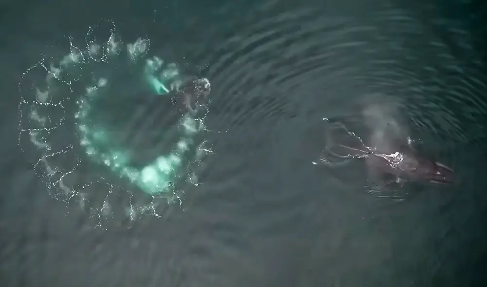Las ballenas jorobadas generan redes de burbujas ajustadas con precisión, según el estudio. Foto: captura de video/Alska Whale Foundation. Las ballenas jorobadas generan redes de burbujas ajustadas con precisión, según el estudio. Foto: captura de video/Alska Whale Foundation.