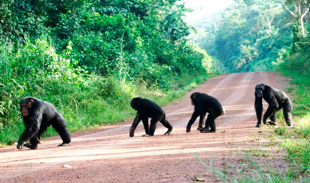 La micción contagiosa entre chimpancés nunca fue estudiada a profundidad. Foto: Wild La micción contagiosa entre chimpancés nunca fue estudiada a profundidad. Foto: Wild
