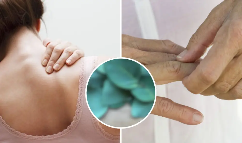 Esta planta procedente de Oceanía y tiene beneficios físicos y mentales. Foto: composición LR/Andina Esta planta procedente de Oceanía y tiene beneficios físicos y mentales. Foto: composición LR/Andina