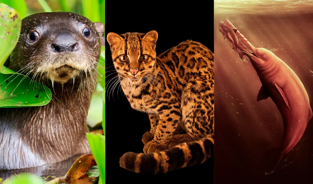 Se trata de los 3 descubrimientos más asombrosos registrados en la región durante el 2024. Foto: Composición LR.