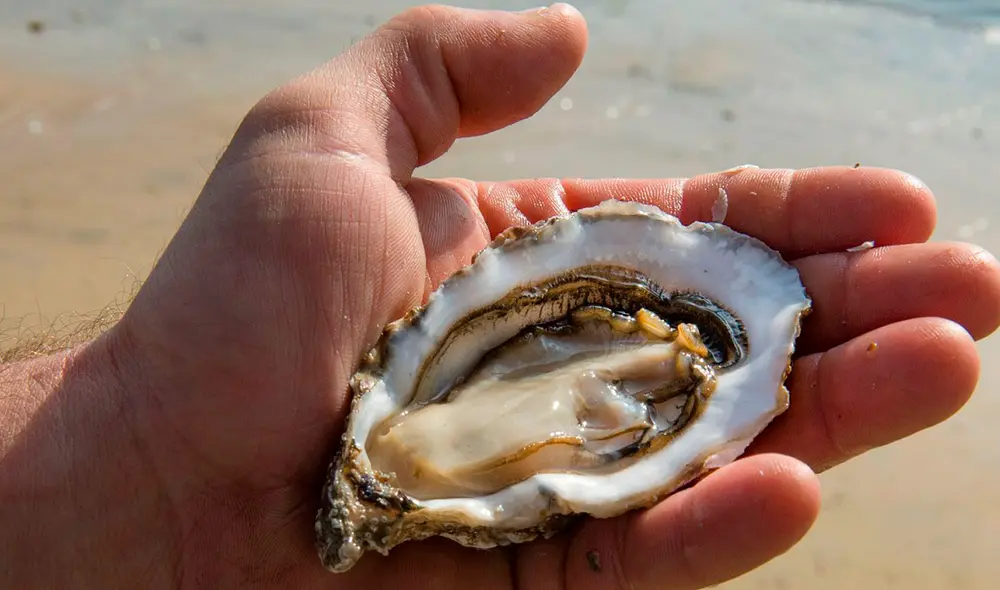 La proteína de la hemolinfa eliminó eficazmente las bacterias Streptococcus pneumoniae y Streptococcus pyogenes en laboratorio. Foto: RTVE.es.