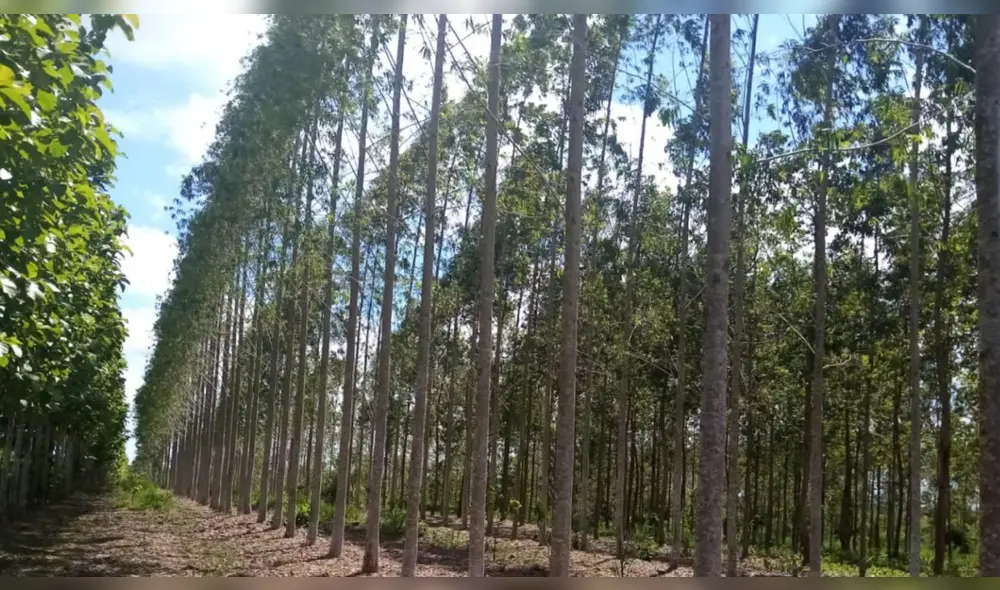 Un árbol clave se ha convertido en un recurso esencial para el desarrollo rural y medicinal. Foto: Difusión