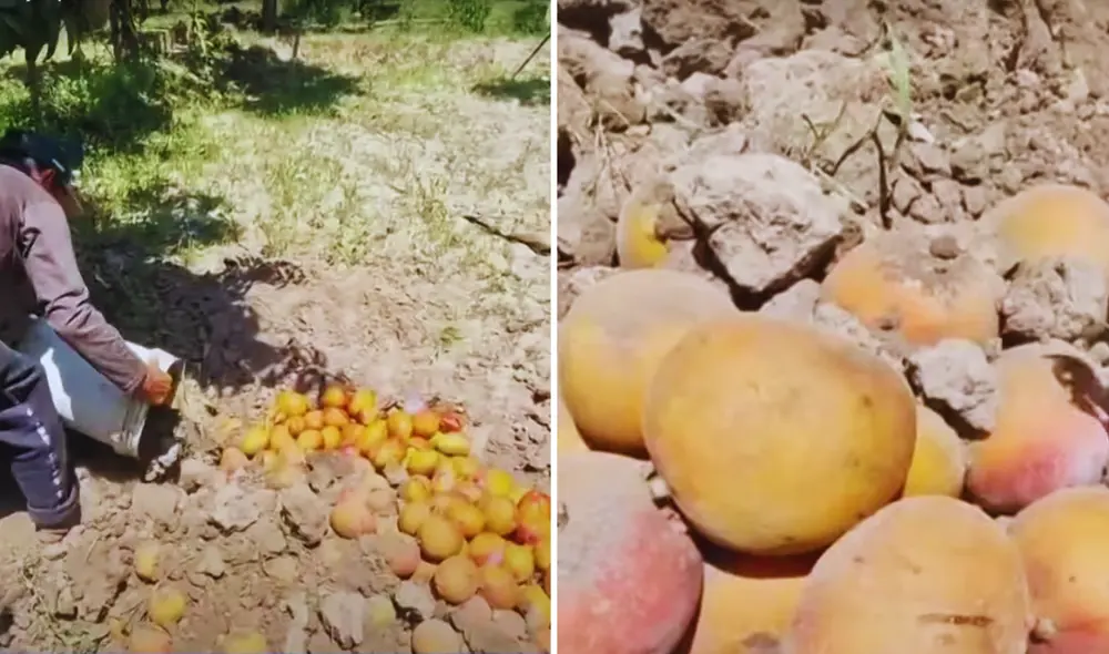 Agricultores de Motupe están enterrando mangos para evitar plagas. Foto: composición LR/24 Horas Agricultores de Motupe están enterrando mangos para evitar plagas. Foto: composición LR/24 Horas