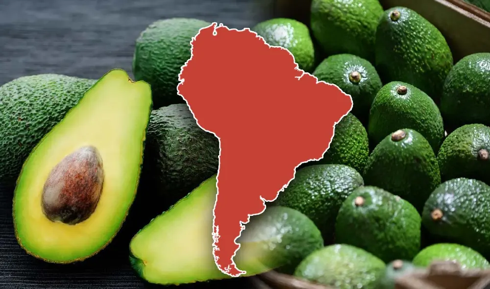 La demanda por la palta peruana en China se ha disparado por su calidad. Esto ha permitido generar ingresos significativos y abrir nuevas oportunidades en el mercado asiático. Foto: composición LR/iStock La demanda por la palta peruana en China se ha disparado por su calidad. Esto ha permitido generar ingresos significativos y abrir nuevas oportunidades en el mercado asiático. Foto: composición LR/iStock