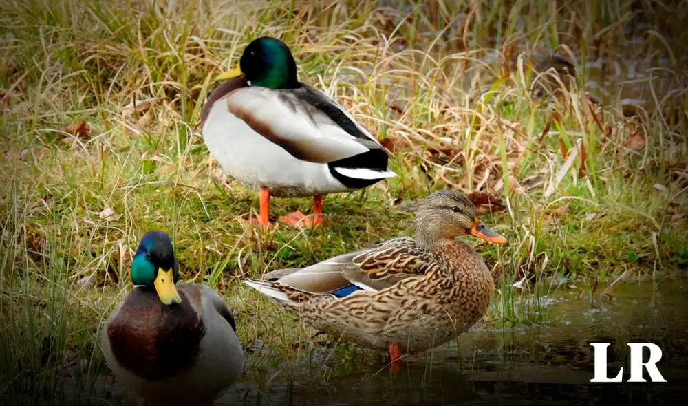 Aves acuáticas en peligro en Nueva York por químicos Aves acuáticas en peligro en Nueva York por químicos