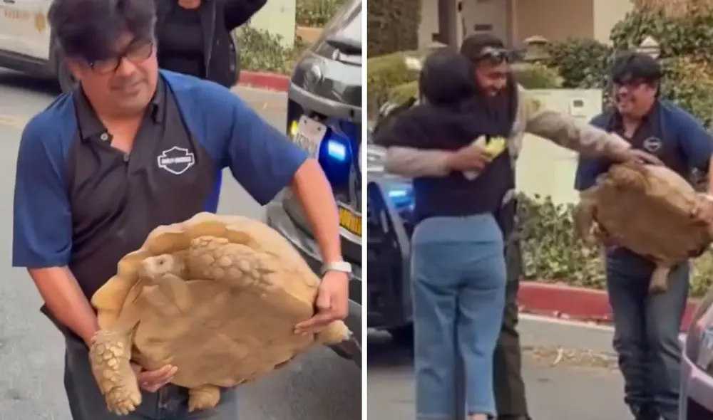 Tortugas reencontrándose tras el incendio en Los Ángeles. Foto: composición LR Tortugas reencontrándose tras el incendio en Los Ángeles. Foto: composición LR