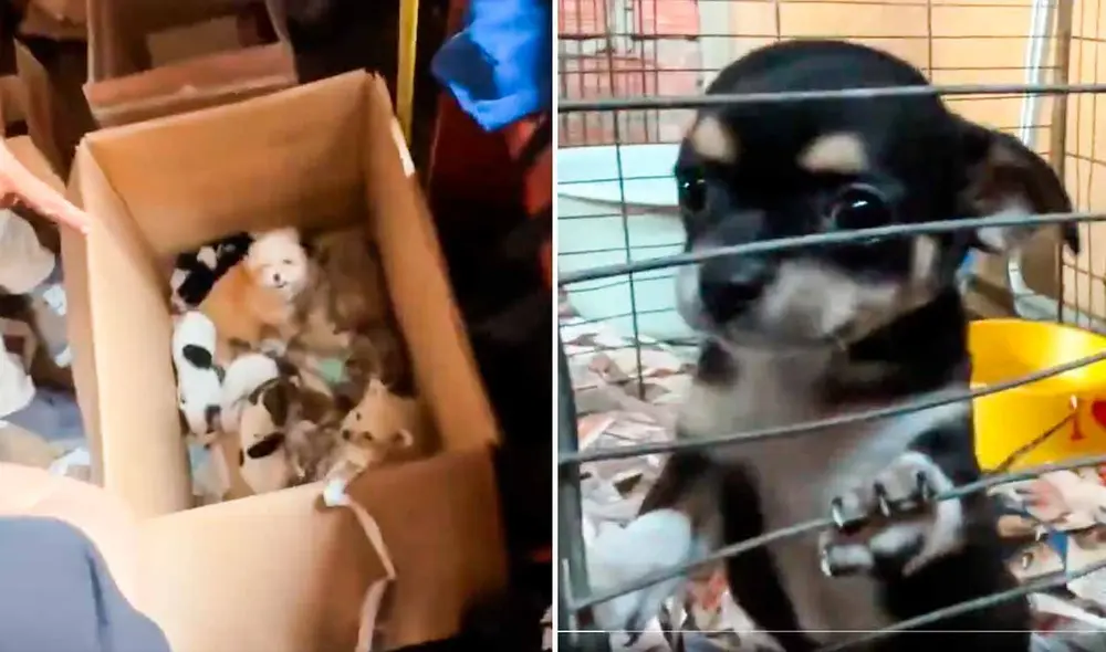 Animales fueron encontrados llorando en cajas y jaulas. Foto: composición LR/MML Animales fueron encontrados llorando en cajas y jaulas. Foto: composición LR/MML