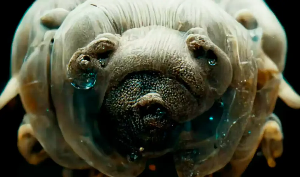 Los tardígrados son microanimales que se adaptan a condiciones extremas. Foto: Aventura