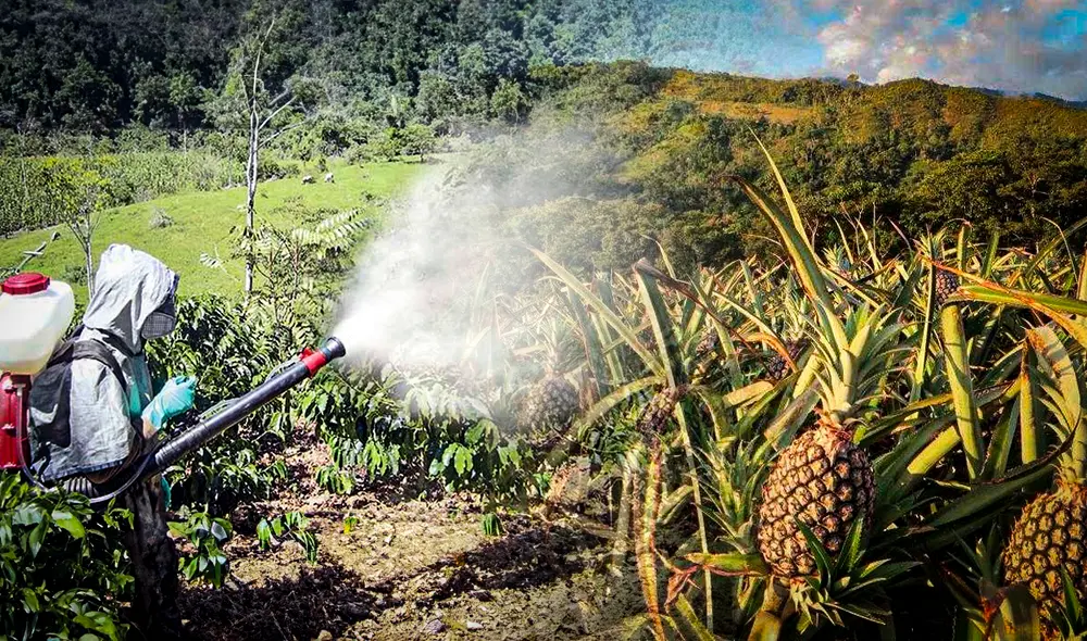 Especialistas piden medidas urgentes para garantizar la seguridad alimentaria en el país. Foto: composición LR. Especialistas piden medidas urgentes para garantizar la seguridad alimentaria en el país. Foto: composición LR.