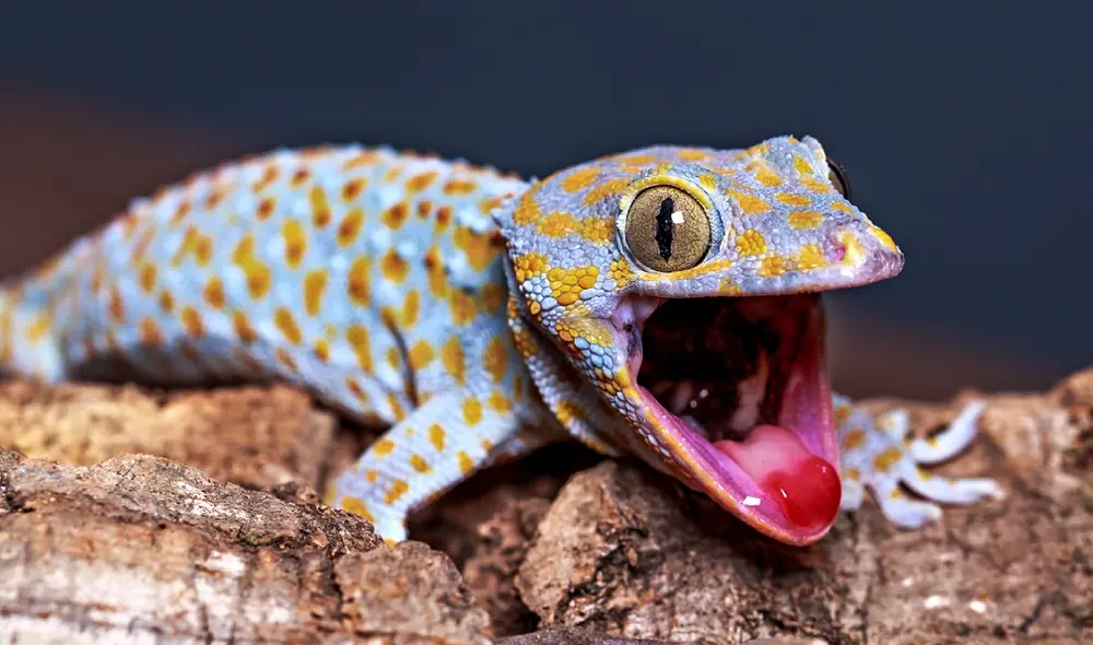 El estudio del gecko tokay ofrece una nueva visión sobre la evolución de los sentidos en animales terrestres. Foto: AskNature. El estudio del gecko tokay ofrece una nueva visión sobre la evolución de los sentidos en animales terrestres. Foto: AskNature.