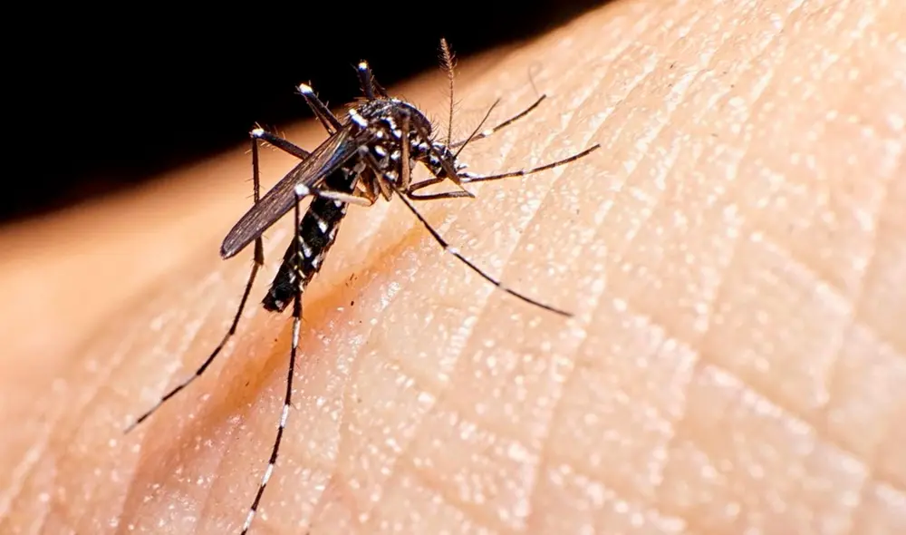 El mosquito Aedes aegypti es el principal vector del virus de la fiebre amarilla en el mundo. Foto: ANSL El mosquito Aedes aegypti es el principal vector del virus de la fiebre amarilla en el mundo. Foto: ANSL