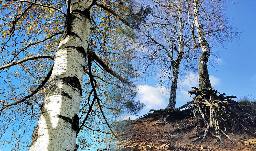 El abedul a través de sus raíces pueden absorber las microplásticos de los suelos, convirtiéndose en una opción ecológica frente a este tipo de contaminación. Foto: Pexels