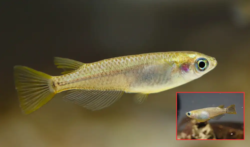 Este pez descubierto en Japón ha dejado sorprendidos a los científicos por su capacidad de reproducirse al día. Foto: composición LR/Mercado Acuático/iNaturalistPanamá