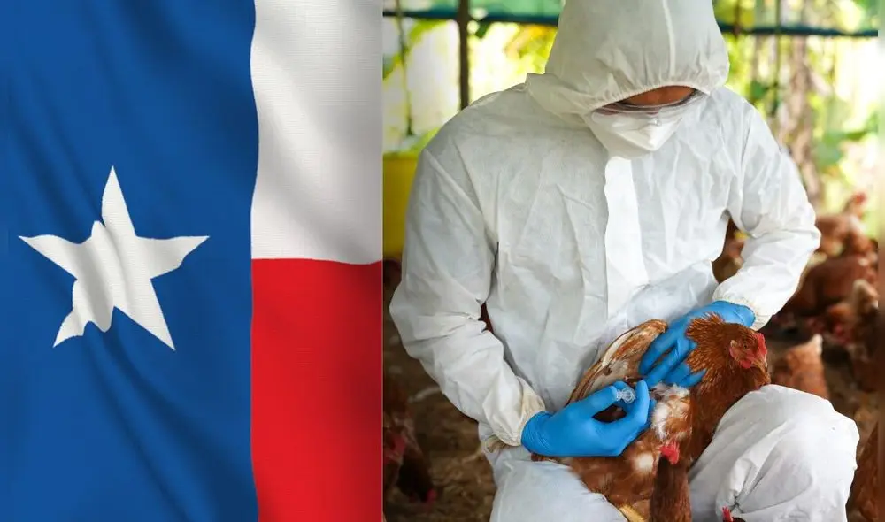 Estados Unidos informó que la nueva sepa de la gripe aviar es la H5N9 en Texas. Foto: Composición LR/flagsonline/Montana