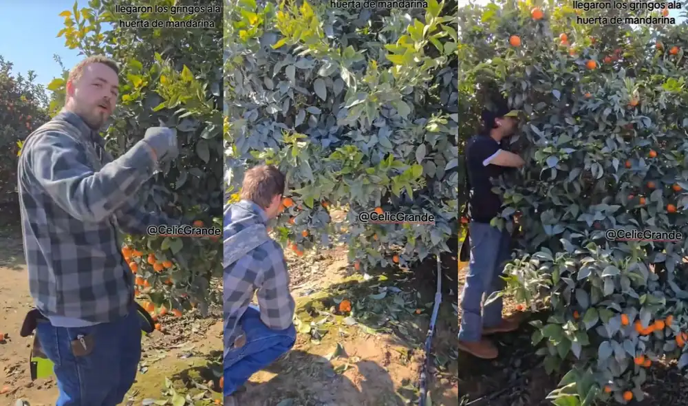 La grabación, que supera los dos millones de reproducciones, pone en evidencia la eficiencia de los trabajadores latinos frente a la lentitud de los estadounidenses en el campo agrícola. Foto: CelicGrande La grabación, que supera los dos millones de reproducciones, pone en evidencia la eficiencia de los trabajadores latinos frente a la lentitud de los estadounidenses en el campo agrícola. Foto: CelicGrande