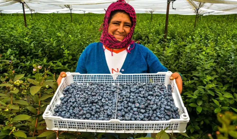 Los arándanos se posicionaron como el principal producto agrícola orgánico exportado. Foto: Andina