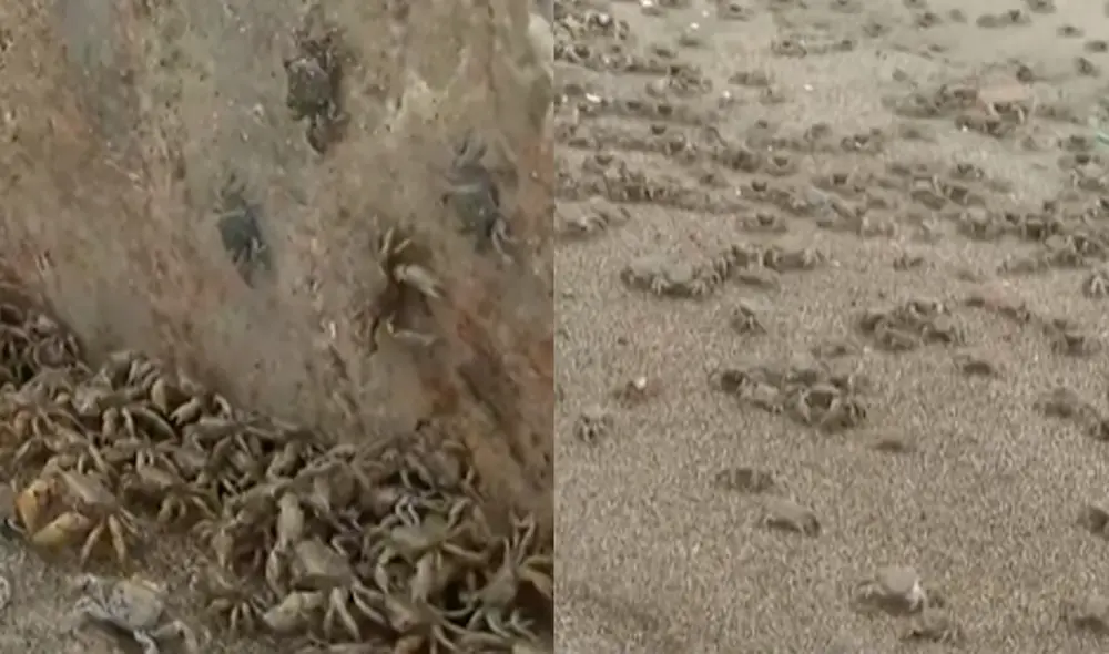 Municipalidad de Chorrillos cierra temporalmente La Herradura Municipalidad de Chorrillos cierra temporalmente La Herradura