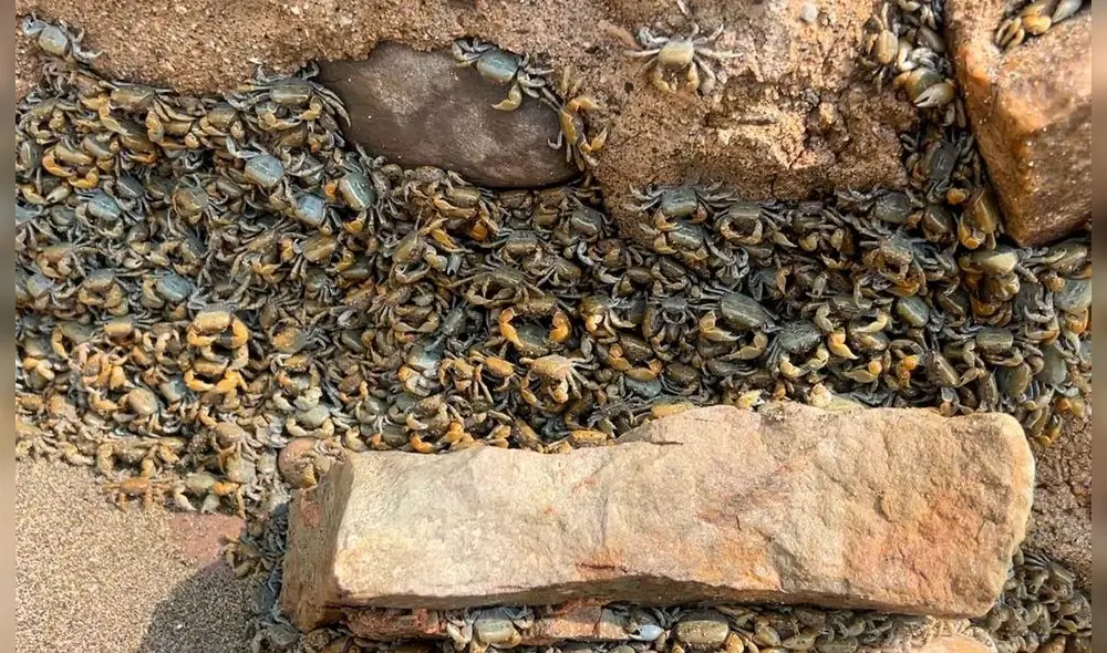 Autoridades aseguran que la playa mantendrá cerrada hasta que se resuelva la migración de los animales. Foto: Dayana Huerta/La República Autoridades aseguran que la playa mantendrá cerrada hasta que se resuelva la migración de los animales. Foto: Dayana Huerta/La República