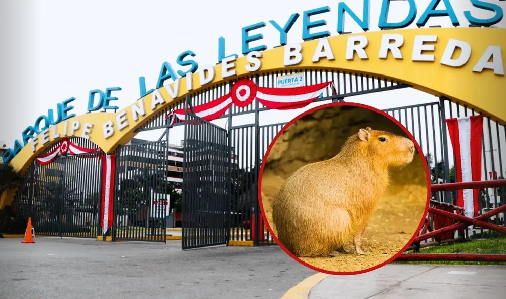 Parque Leyendas lanza el 'Capibara Fest': usuarios podrán interactuar con Wilson, concursar con disfraces y ver artistas sorpresa. Foto: composición LR/Gob/Animalia