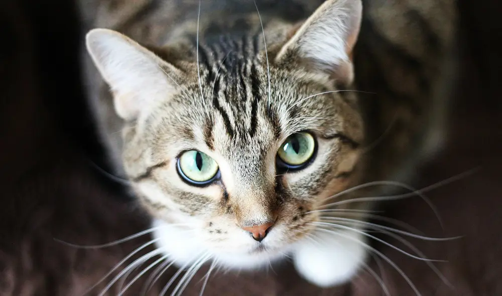 Una investigación revela que un gesto con la mirada sería la clave para ganarse la confianza de los gatos. Foto: Pexels Una investigación revela que un gesto con la mirada sería la clave para ganarse la confianza de los gatos. Foto: Pexels