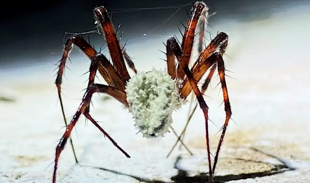 Las arañas "Metellina merianae" infectadas abandonaron sus refugios oscuros para morir en lugares expuestos. Foto: Fungal Systematics and Evolution