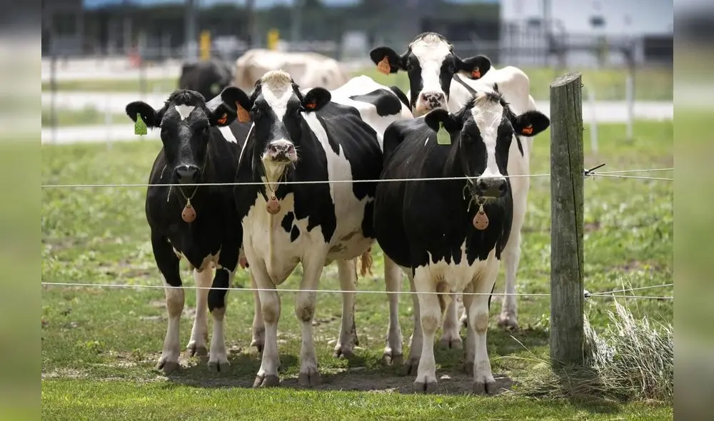 "(...) es un grave problema veterinario, que puede afectar a los precios de la leche, huevos y carne", indicó el virólogo Estanislao Nista. Foto: difusión.