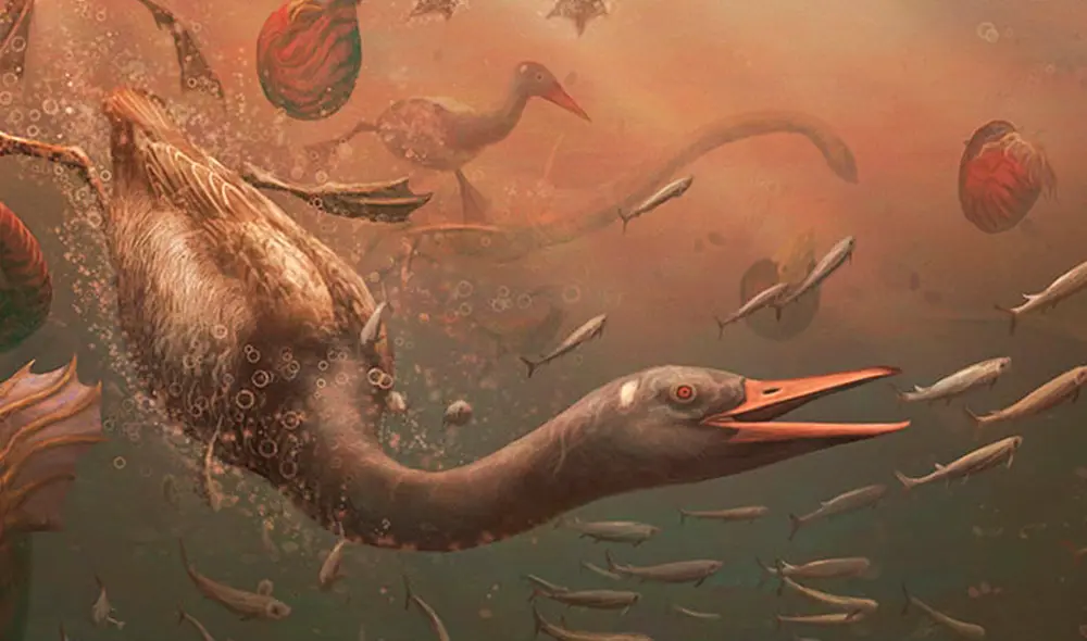 Un cráneo del 'Vegavis iaai' fue encontrado durante una expedición científica a la Península Antártica. Foto: difusión Un cráneo del 'Vegavis iaai' fue encontrado durante una expedición científica a la Península Antártica. Foto: difusión