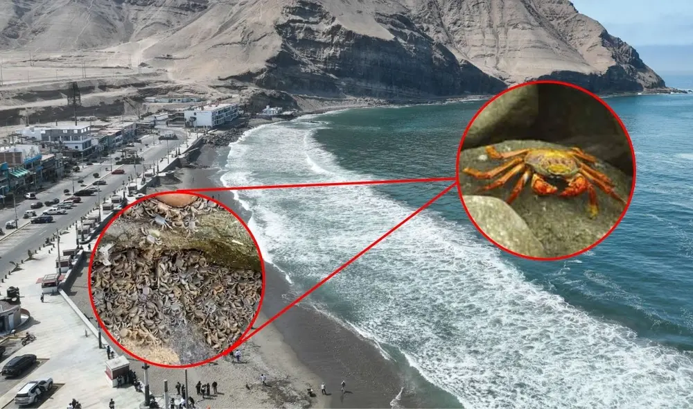 La playa La Herradura, en Chorrillos, presenció un fenómeno sorprendente: una masiva aparición de pequeños cangrejos recorriendo su orilla. Foto: composición LR