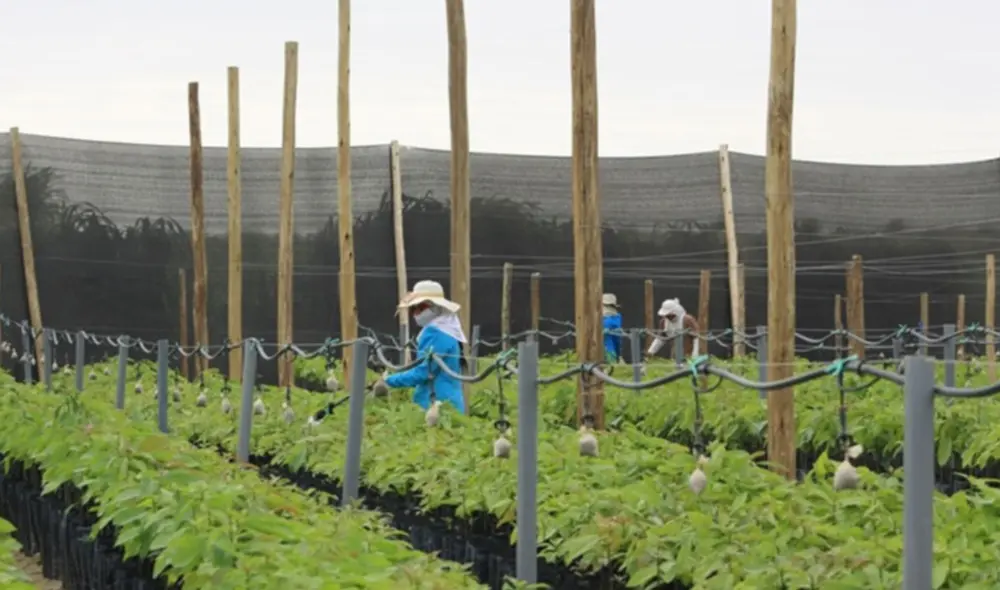El Proyecto Olmos ha transformado tierras improductivas en áreas agrícolas que impulsan la agroexportación. El Proyecto Olmos ha transformado tierras improductivas en áreas agrícolas que impulsan la agroexportación.