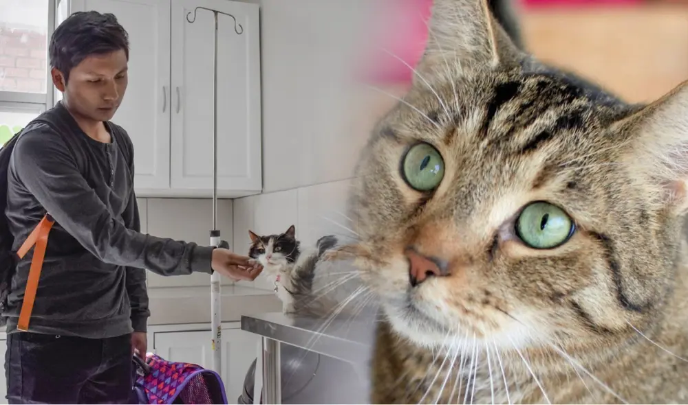 Los gatos pueden reconocer a sus dueños, aunque muchos se preguntan por cuánto tiempo. Foto: composición LR/Andina Los gatos pueden reconocer a sus dueños, aunque muchos se preguntan por cuánto tiempo. Foto: composición LR/Andina