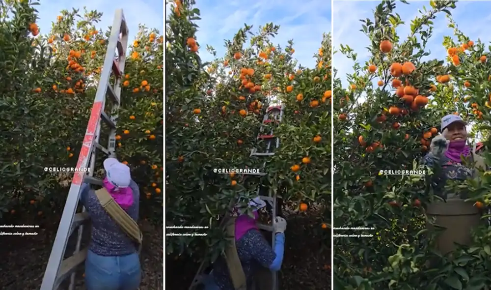 Ciudadanos de Estados Unidos comienzan a laborar en campo tras deportaciones de ICE. Foto: composición LR
