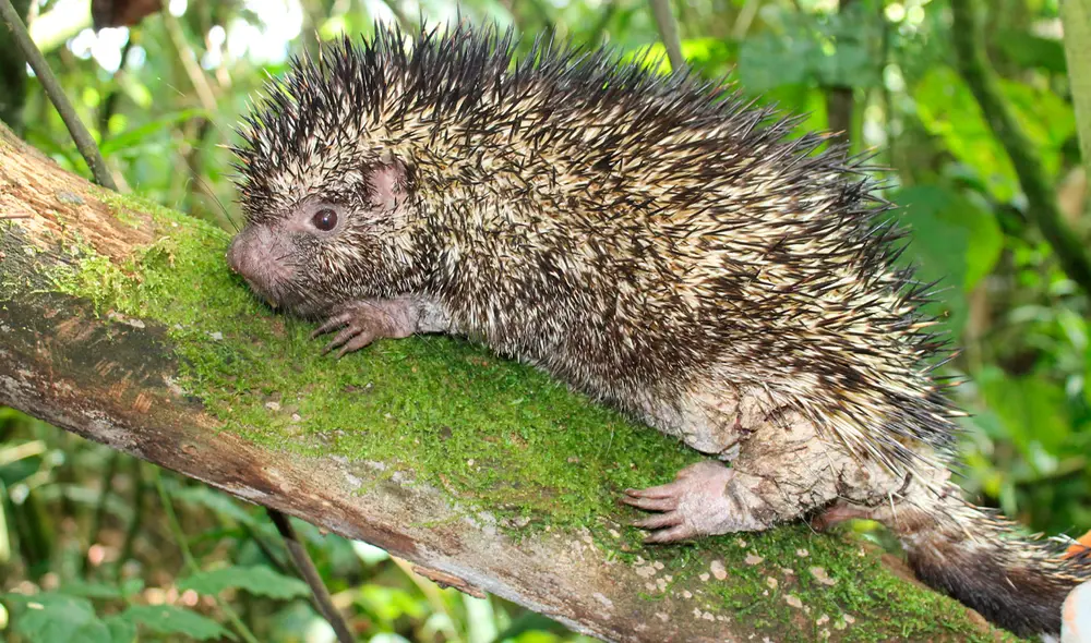 El 'Coendou vossi' es una especie de puercoespín exclusiva de Colombia. Foto: difusión