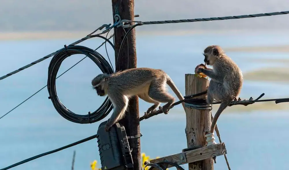 Mono en subestación eléctrica provoca apagón masivo en Sri Lanka. Foto: elEconomista.es Mono en subestación eléctrica provoca apagón masivo en Sri Lanka. Foto: elEconomista.es