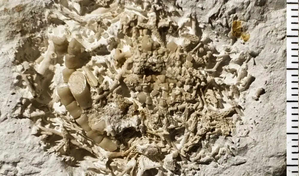 Los restos fósiles encontrados en Dinamarca, son un testimonio de la vida marina. Foto: composición LR/El confidencial