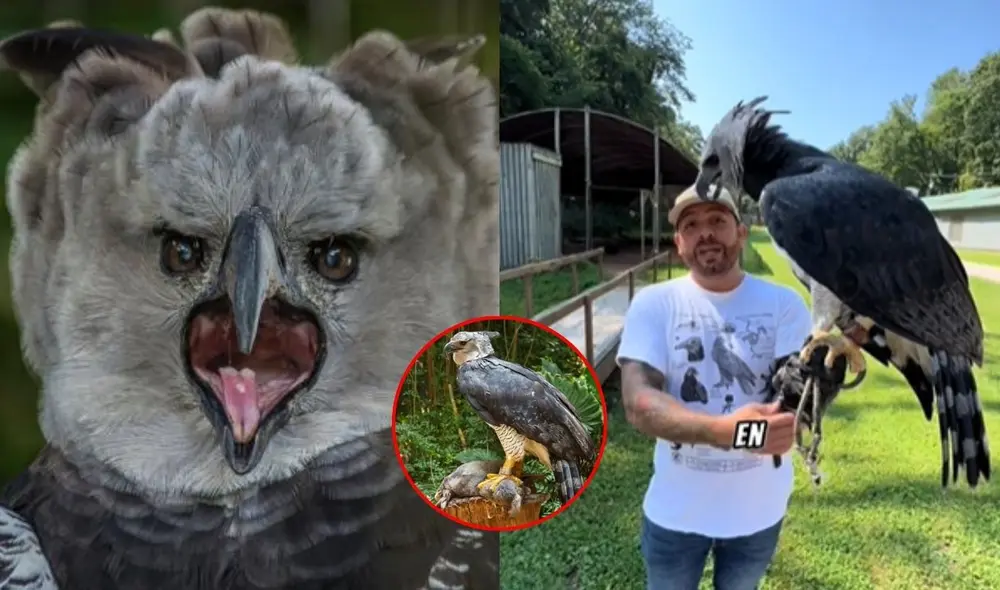El águila harpía, considerada la rapaz más poderosa del mundo, es un depredador que habita en las selvas de Sudamérica. Foto: composición LR El águila harpía, considerada la rapaz más poderosa del mundo, es un depredador que habita en las selvas de Sudamérica. Foto: composición LR