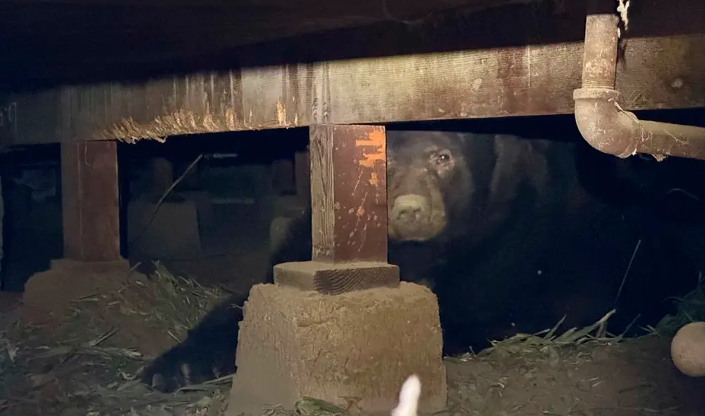La compañía de gas local se negó a prestar servicio hasta que el oso fuera removido. Foto: CNN La compañía de gas local se negó a prestar servicio hasta que el oso fuera removido. Foto: CNN