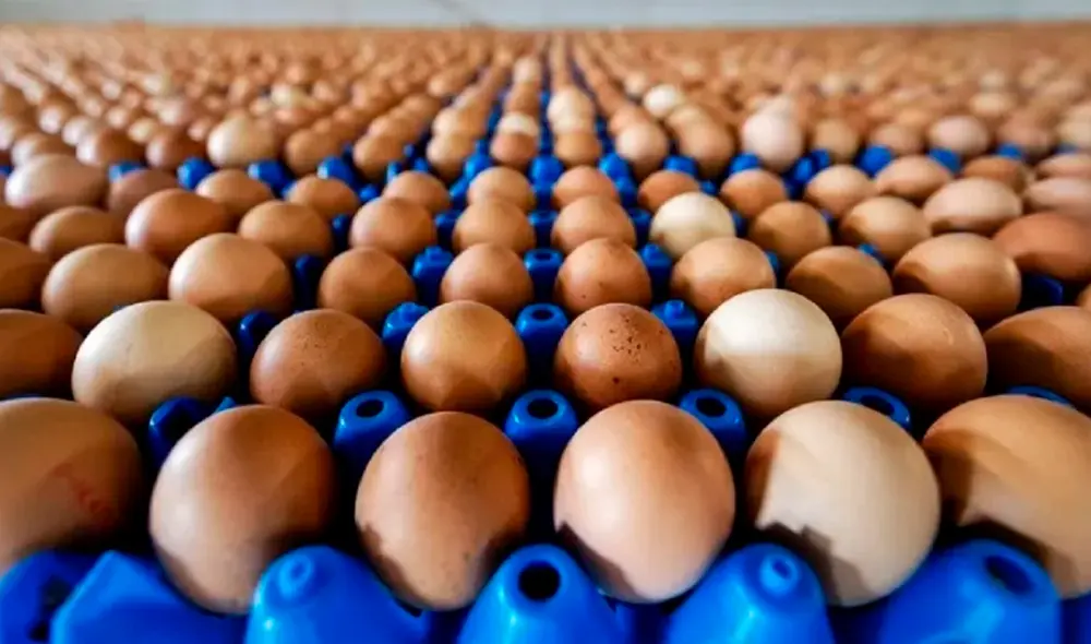 El valor de los huevos robados se estima en unos US$40.000. Foto: MDZ Online