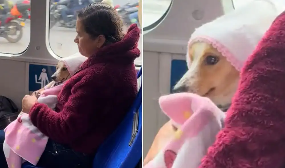 "No es solo un animal, es parte de su familia", resaltaron usuarios. Foto: composición LR/ TikTok