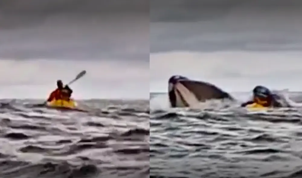 El joven que fue tragado por la ballena, junto con su padre, expresó su interés en continuar explorando. Foto: composición LR/captura de video/24Horas.