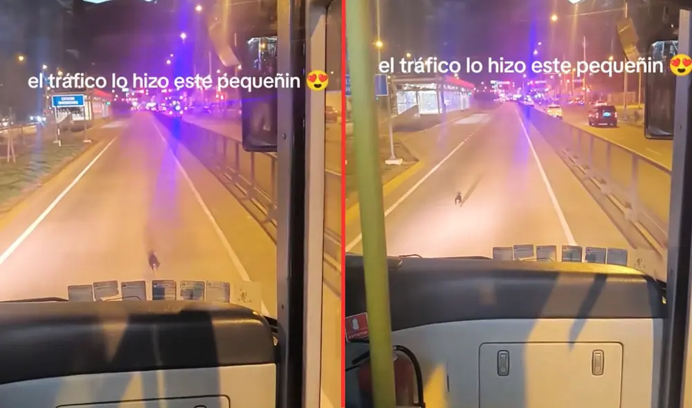 Los usuarios alertaron sobre un perrito sin dueño deambulando por la Av. Universitaria en Comas. Foto: composición LR / TikTok