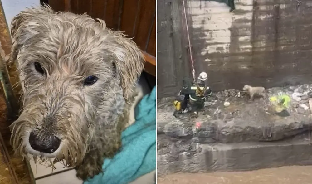 "Qué alegría ver que aún existen personas con buen corazón", resaltaron usuarios. Foto: composición LR/ difusión