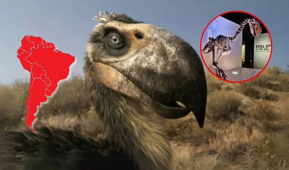 El "ave del terror" fue un depredador formidable que dominó los ecosistemas sudamericanos durante millones de años. Foto: composición LR El "ave del terror" fue un depredador formidable que dominó los ecosistemas sudamericanos durante millones de años. Foto: composición LR