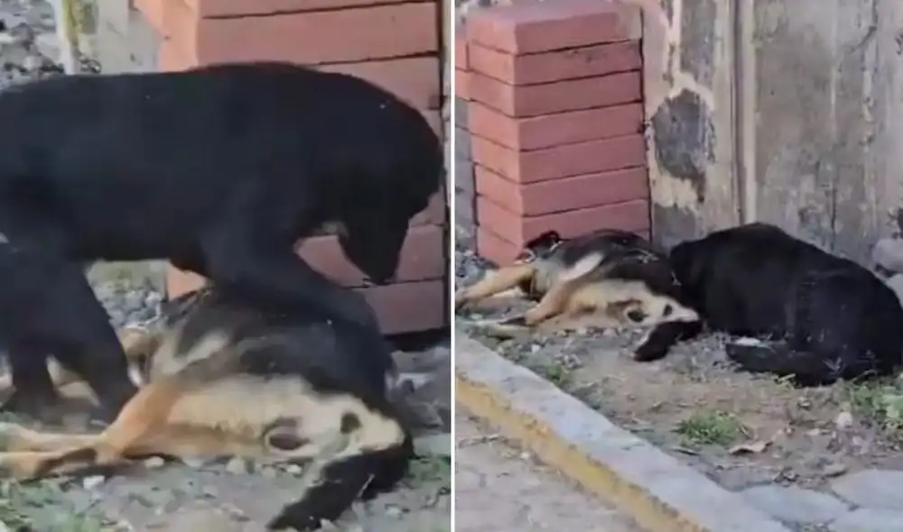 El Instituto de Bienestar Animal inició la realización de necropsias a los cuerpos de los perros fallecidos. Foto: composición LR/ TikTok