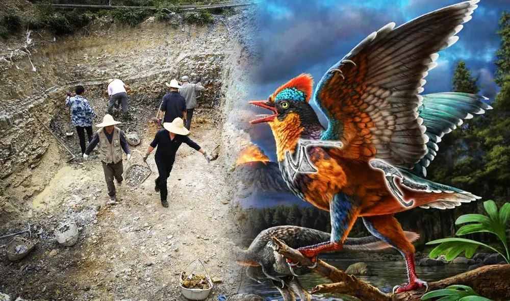 El estudio del Instituto de Paleontología y el Instituto de Estudios Geológicos confirma que el Baminornis, con características de aves modernas, desafía la anterior idea del Archaeopteryx como la primera ave. Foto: composición LR/Xinhua