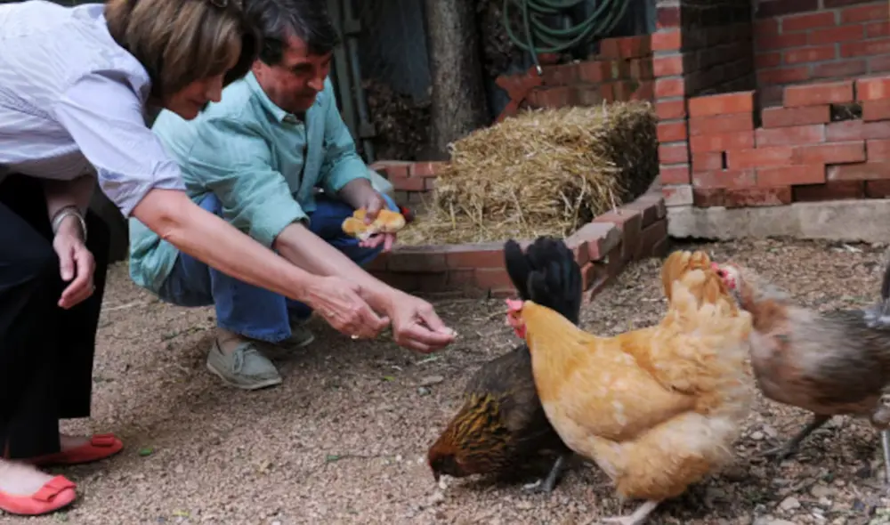 Criar gallinas en casa se presenta como una alternativa atractiva para muchos residentes de San Antonio. Foto: The Dallas Morning News Criar gallinas en casa se presenta como una alternativa atractiva para muchos residentes de San Antonio. Foto: The Dallas Morning News