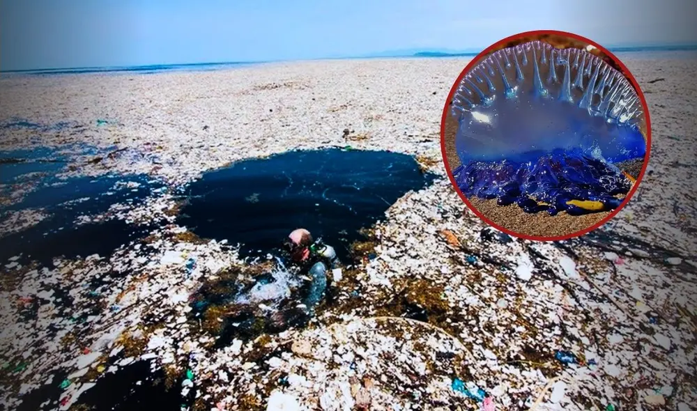 En esta Isla de Basura que supera el tamaño de Perú con 80.000 toneladas de plástico habita una especie que llega a medir hasta 45 metros. Foto: composición LR/Naturalistaco/Aque.