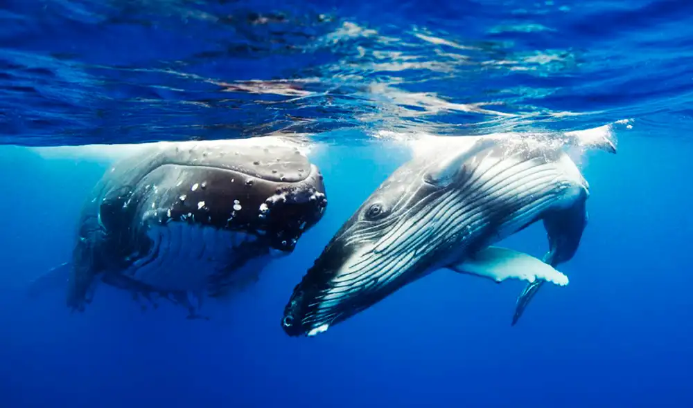 El estudio sugiere que algunas ballenas pueden igualar o incluso superar la eficiencia de nuestro habla. Foto: Scuba El estudio sugiere que algunas ballenas pueden igualar o incluso superar la eficiencia de nuestro habla. Foto: Scuba