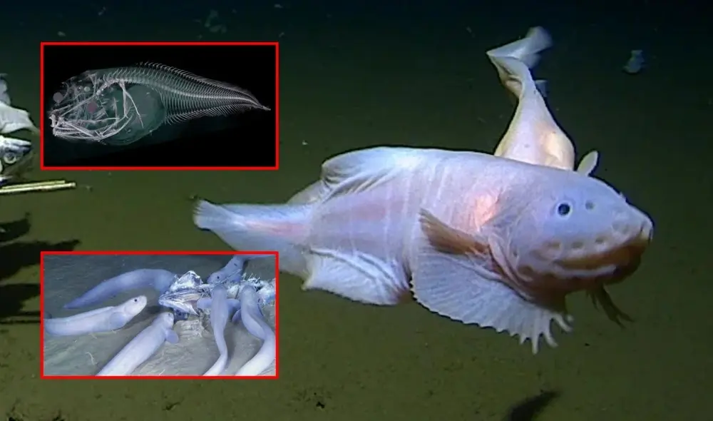 La Fosa de Atacama, ubicada frente a las costas de Perú y Chile, es uno de los ecosistemas más profundos y enigmáticos del océano Pacífico, con más de 8.000 metros de profundidad. Foto: composición LR La Fosa de Atacama, ubicada frente a las costas de Perú y Chile, es uno de los ecosistemas más profundos y enigmáticos del océano Pacífico, con más de 8.000 metros de profundidad. Foto: composición LR