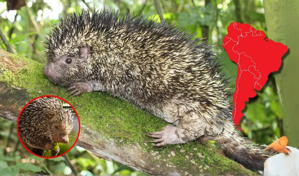 En Colombia, científicos descubrieron el Coendou vossi, una nueva especie de puercoespín endémico, marcando el primer hallazgo de este tipo en 126 años y destacando la riqueza de la biodiversidad nacional. Foto: composición LR En Colombia, científicos descubrieron el Coendou vossi, una nueva especie de puercoespín endémico, marcando el primer hallazgo de este tipo en 126 años y destacando la riqueza de la biodiversidad nacional. Foto: composición LR